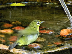 Zosterops virens virens