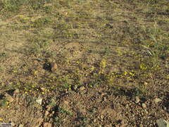 Rhynchopsidium pumilum