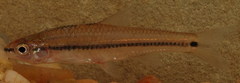 Notropis atrocaudalis