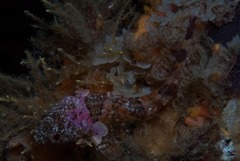 Clinus taurus
