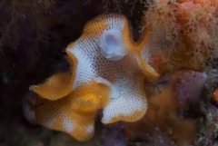 Atalodoris