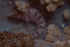 Pavoclinus profundus