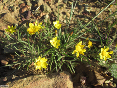 Rhynchopsidium pumilum