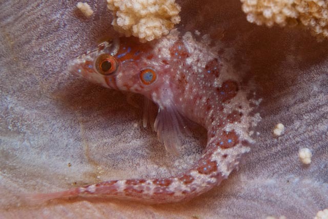 Deepwater Klipfish