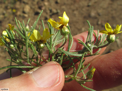 Rhynchopsidium pumilum