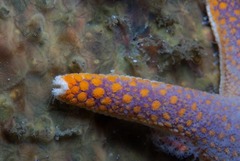 Callopatiria formosa