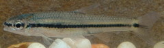 Notropis atrocaudalis