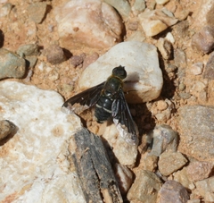 Hemipenthes velutina