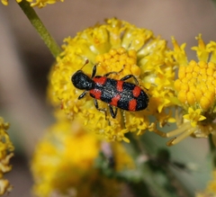 Trichodes leucopsideus