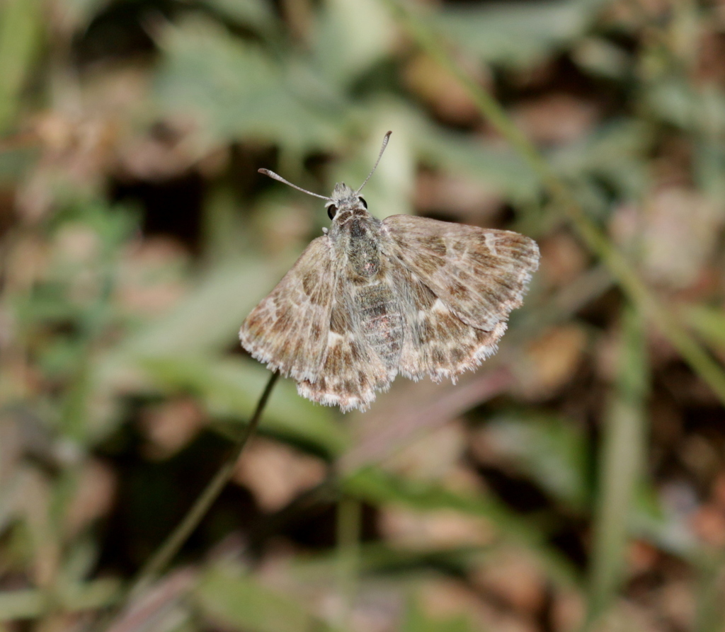 Carcharodus boeticus