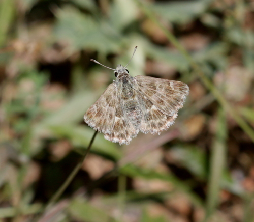 Southern Marbled Skipper