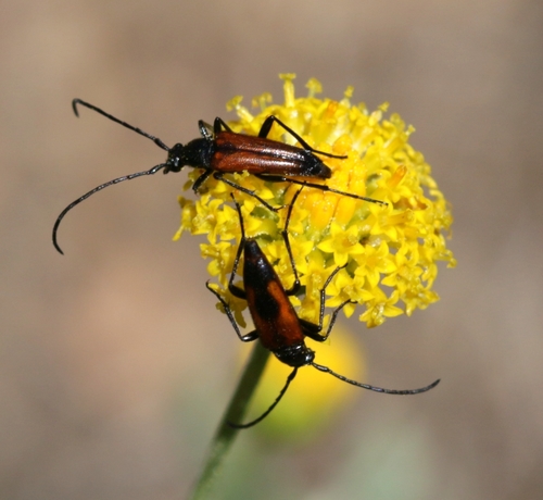 Dvijuostis Grakštenis nuotrauka