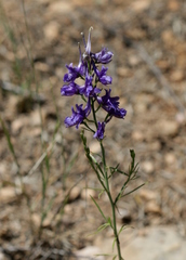 Delphinium halteratum
