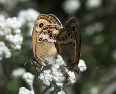Coenonympha dorus