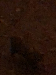 Didelphis virginiana