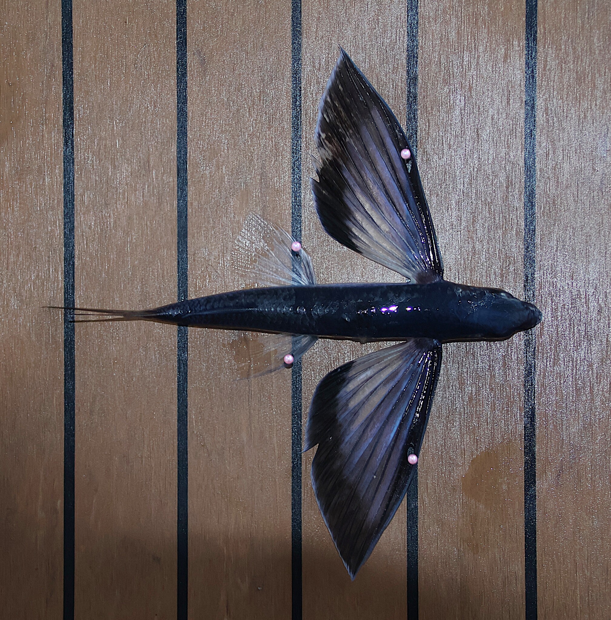 Darkbar Flyingfish photo 3