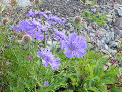 Scabiosa japonica