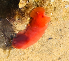 Dendrodoris herytra
