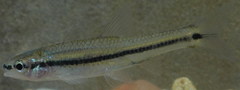 Notropis atrocaudalis