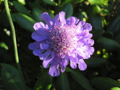 Scabiosa japonica