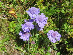 Scabiosa japonica