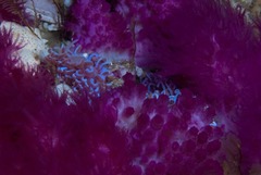 Phyllodesmium horridum