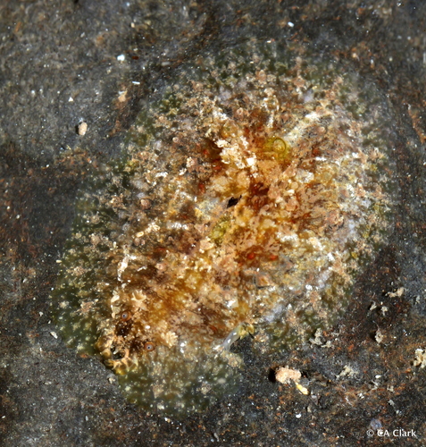 Dolabrifera dolabrifera observed 2025-05-30