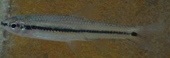 Notropis atrocaudalis