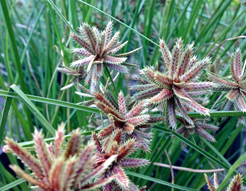Cyperus trachysanthos observed 2013-07-30