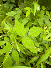 Hog Peanut (Amphicarpa)
