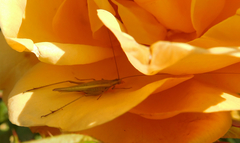 Oecanthus argentinus