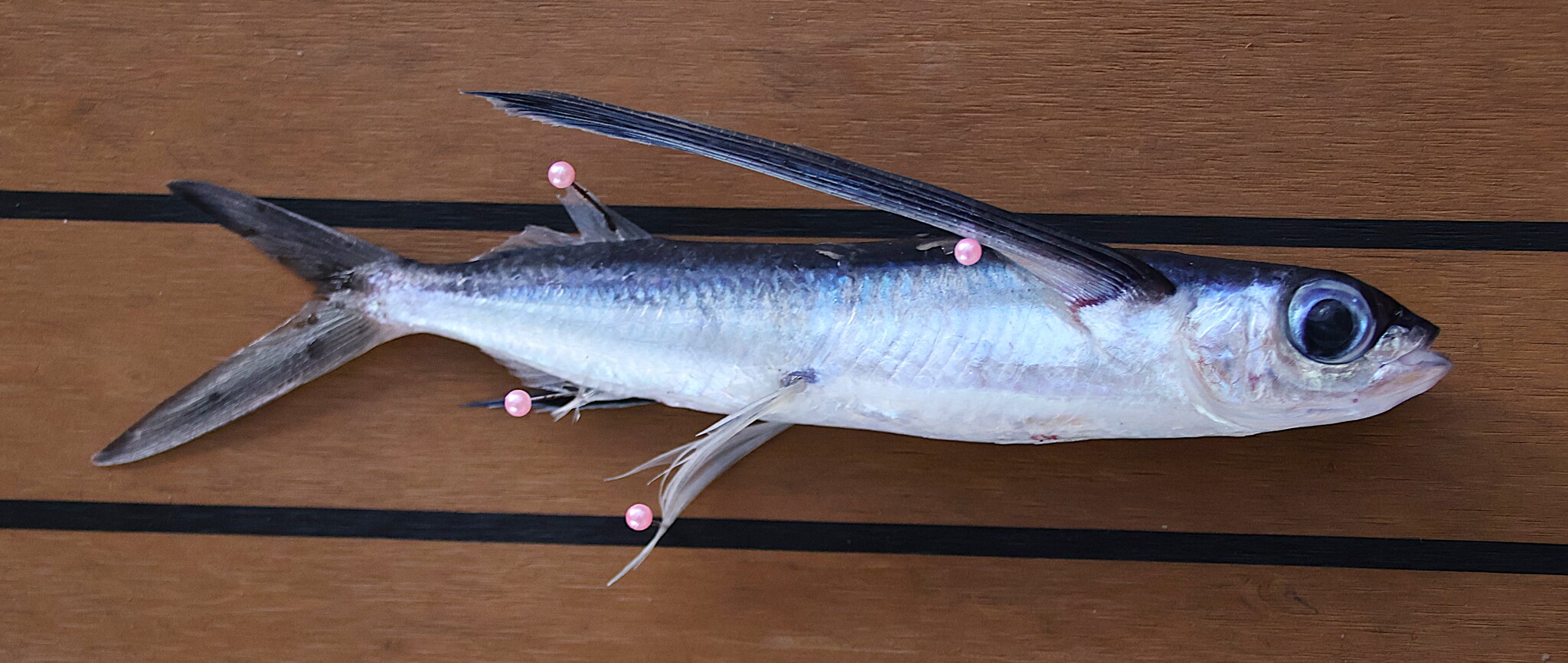 Darkbar Flyingfish photo 4