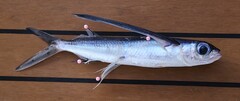Darkbar Flyingfish photo 2