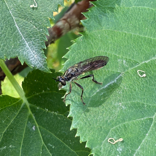 Stripe-legged Robber Fly photo 6