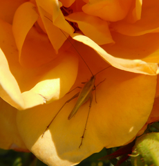 Oecanthus argentinus