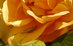 Oecanthus argentinus