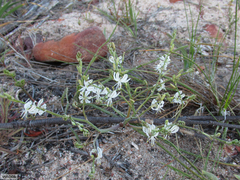 Trachyandra muricata