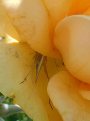 Oecanthus argentinus