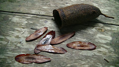 Couratari guianensis