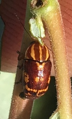 Cryptocephalus castaneus