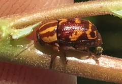 Cryptocephalus castaneus