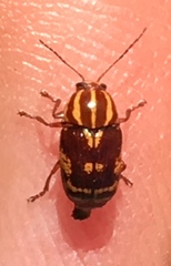 Cryptocephalus castaneus