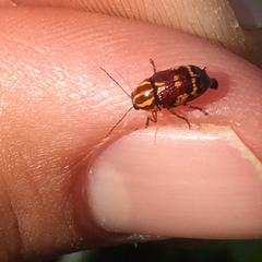 Cryptocephalus castaneus