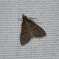 Steniodes declivalis