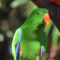 Eclectus roratus