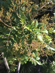 Pterophylla sylvicola