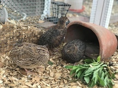 Coturnix
