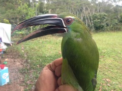 Aulacorhynchus derbianus