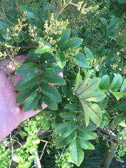 Pterophylla sylvicola