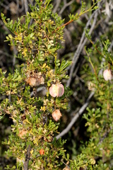Dodonaea microzyga